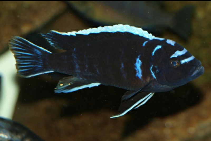 Cynotilapia zebroides 'Ndonga (Deep)'
